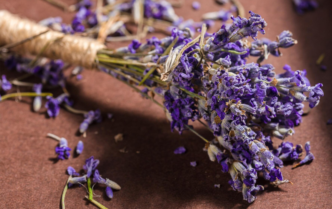 12 рослин, які найкраще відлякують комарів влітку